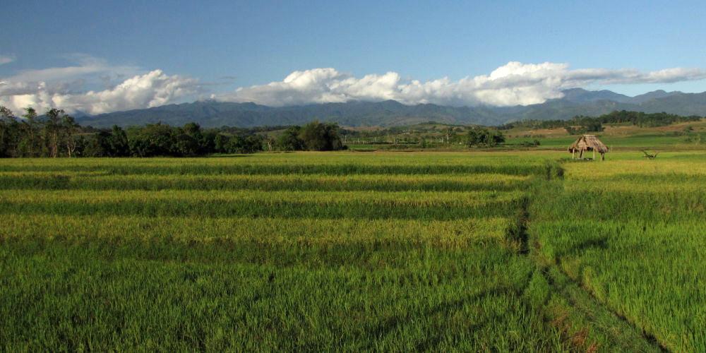 Cagayan Valley Reisfelder